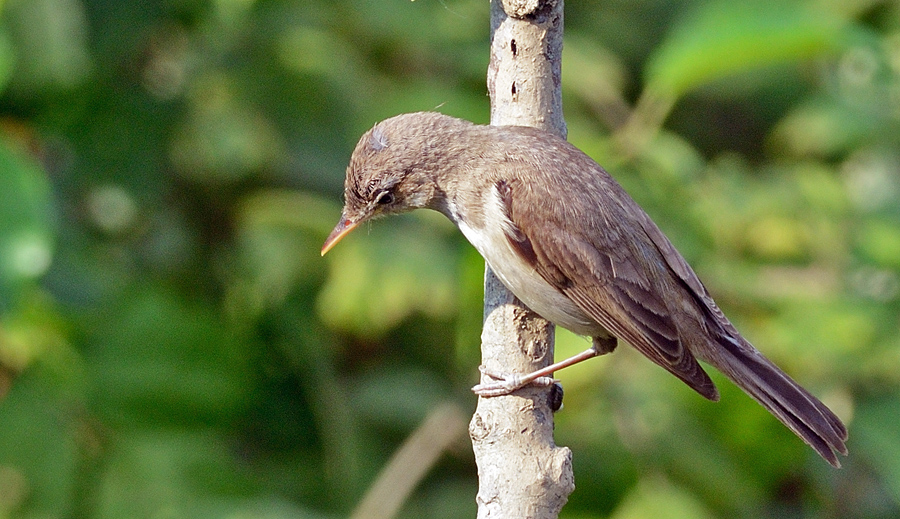 Eastern Olivaceous Warbler