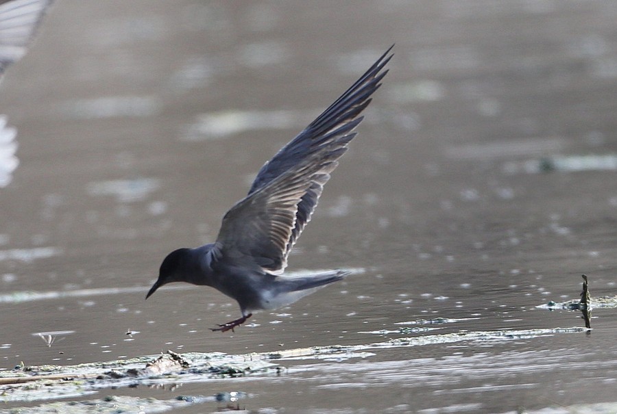 Black Tern