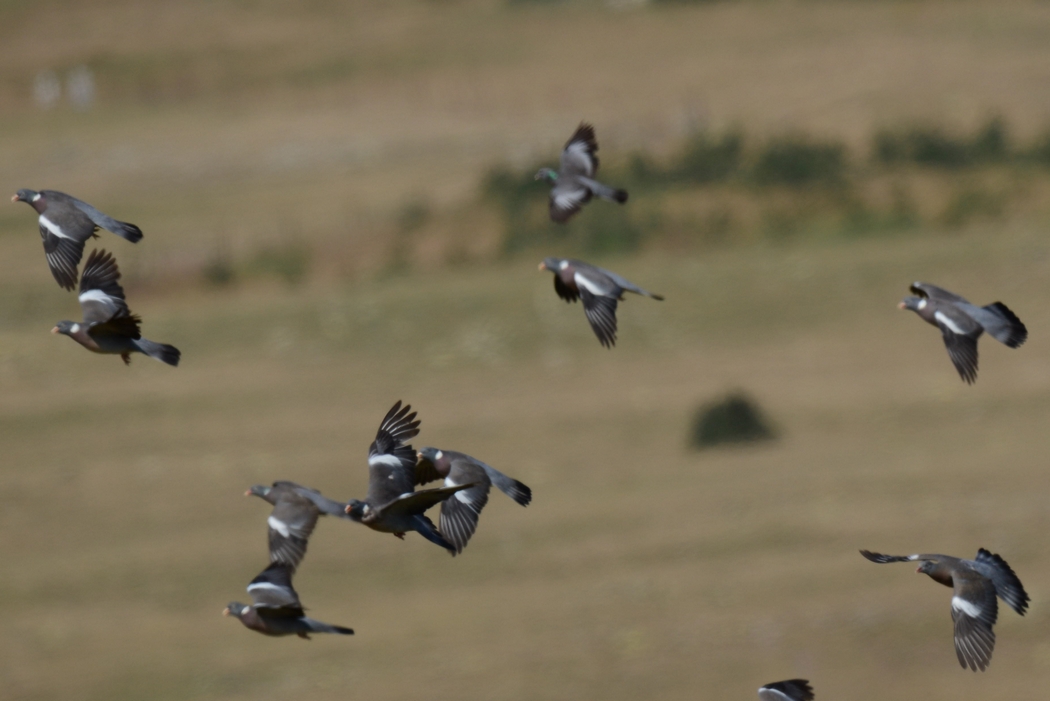Stock Dove