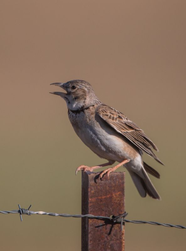 Calandra Lark