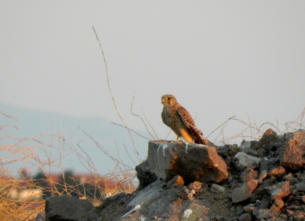 Common Kestrel