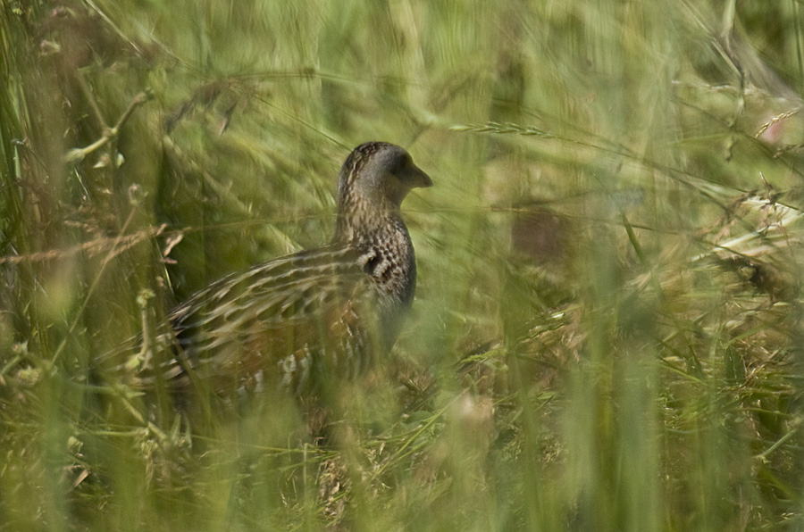 Corn Crake