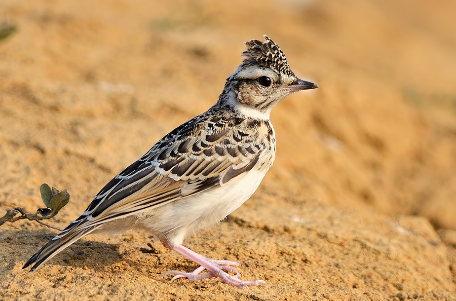 Woodlark