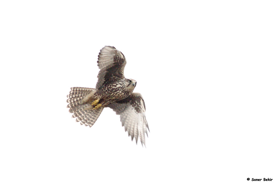 Saker Falcon