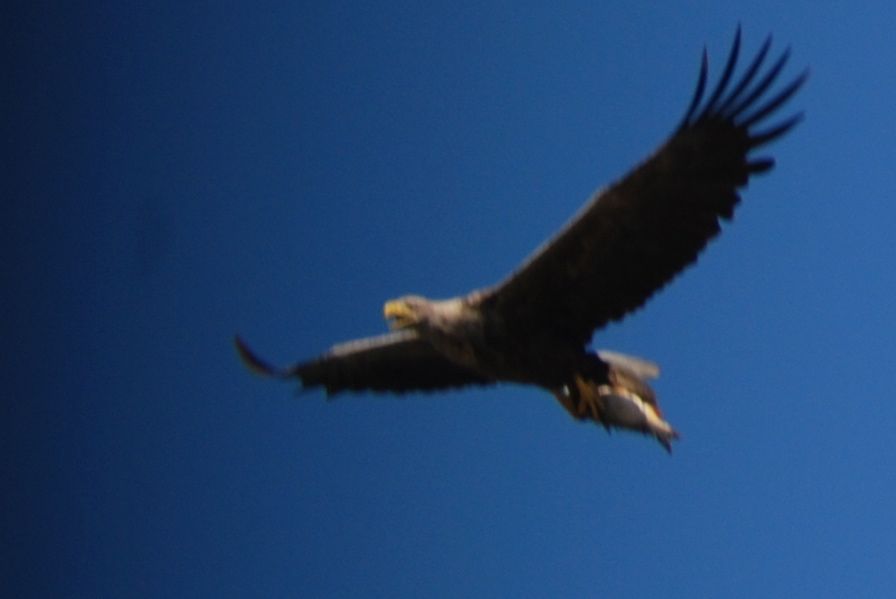 Akkuyruklu Kartal