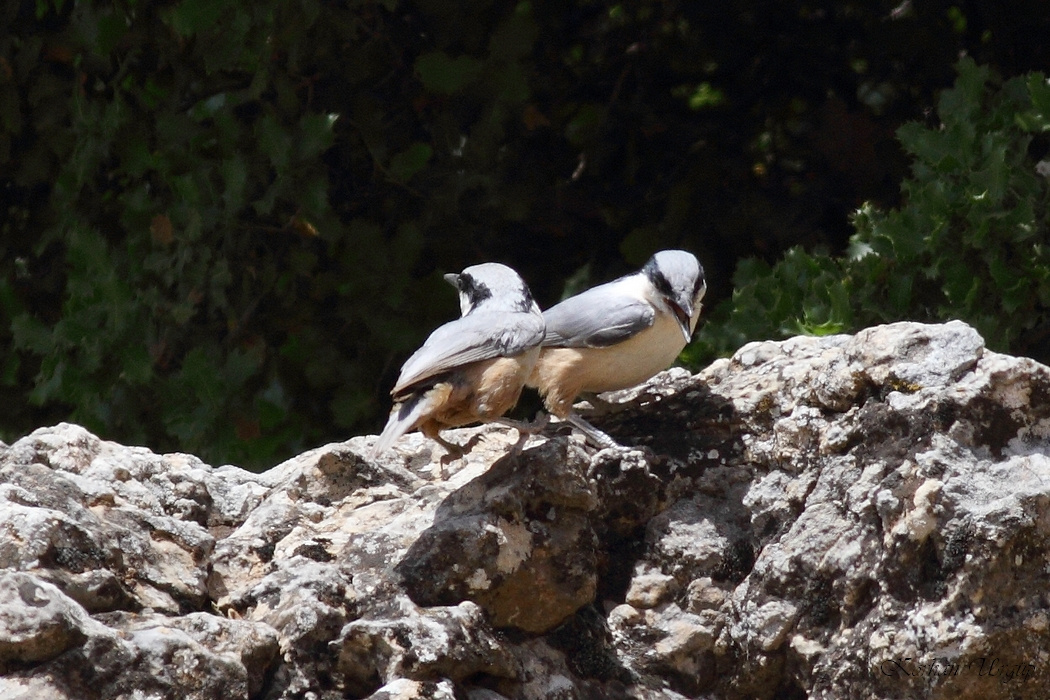 Eastern Rock Nuthatch