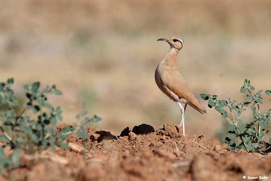 Cream-colored Courser