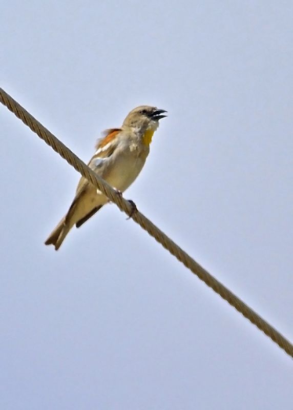 Yellow-throated Sparrow