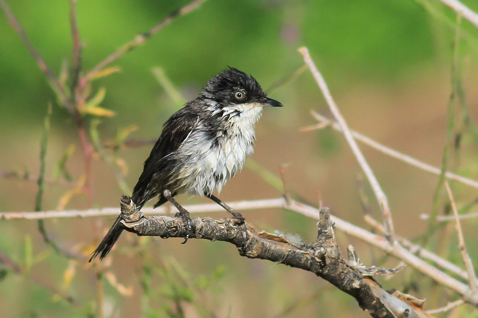 Eastern Orphean Warbler
