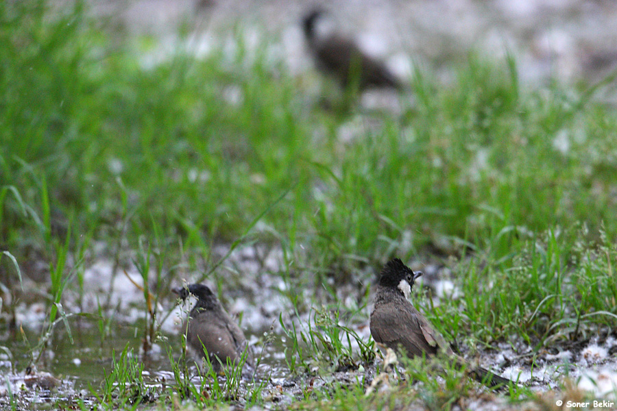 White-eared Bulbul