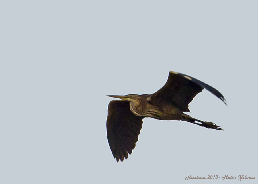 Purple Heron