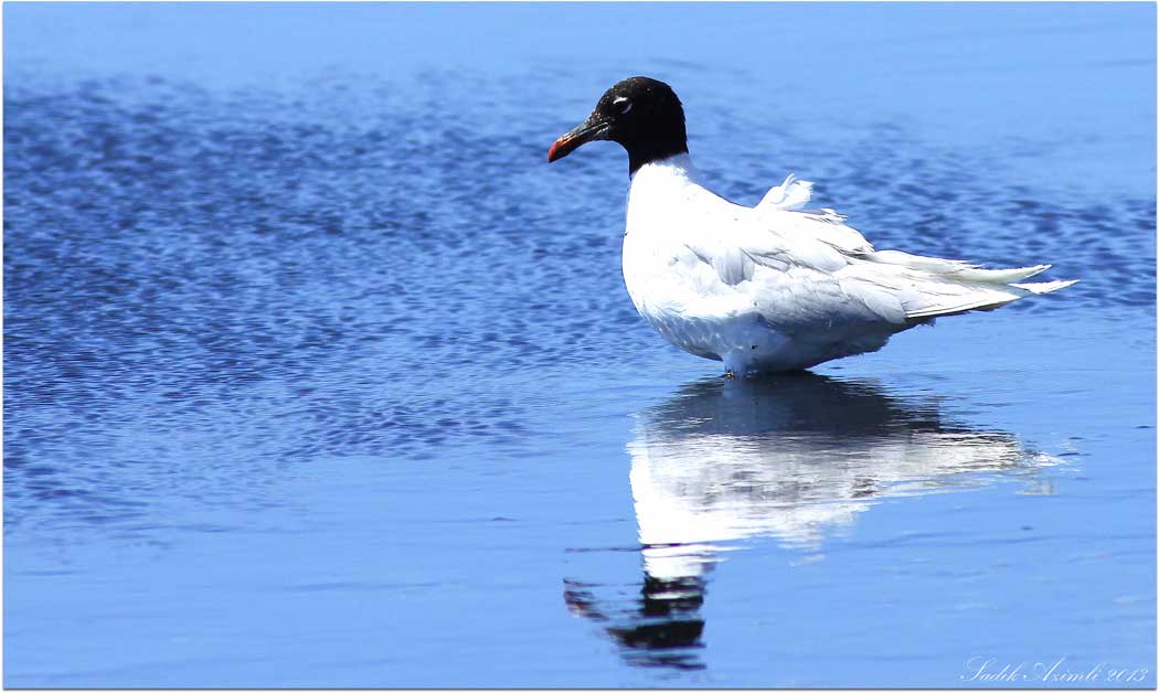 Mediterranean Gull