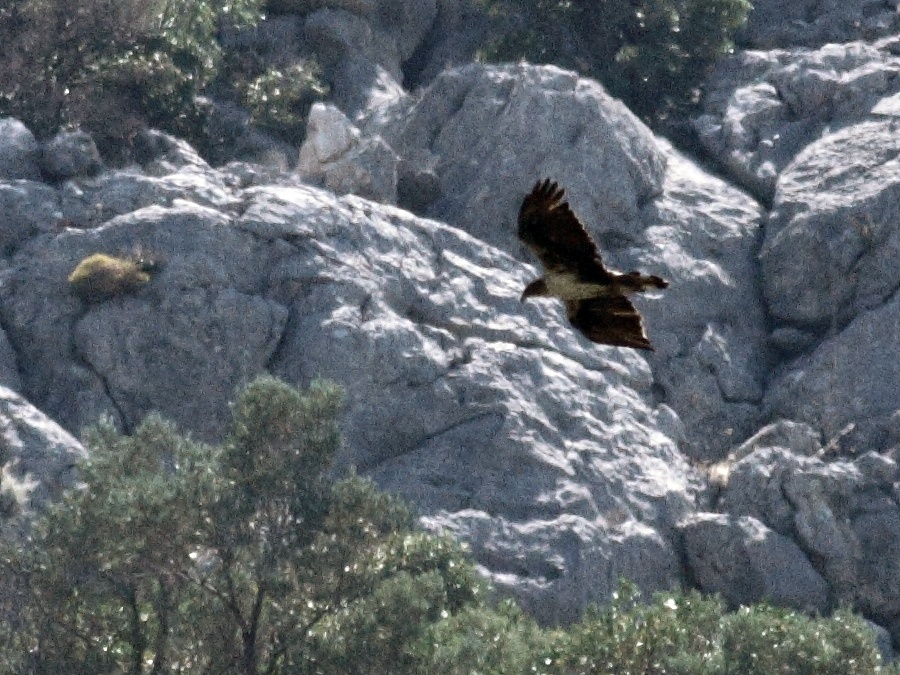 Bonelli`s Eagle