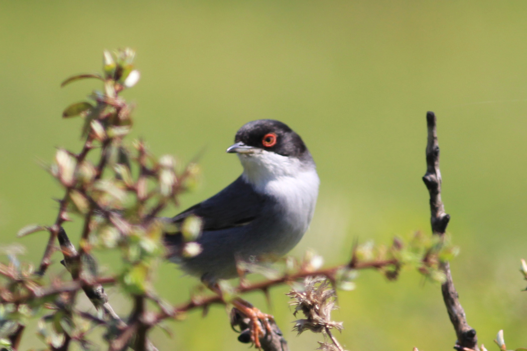 Sardinian Warbler