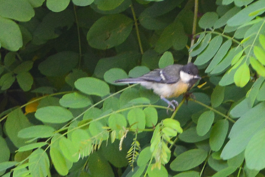Great Tit