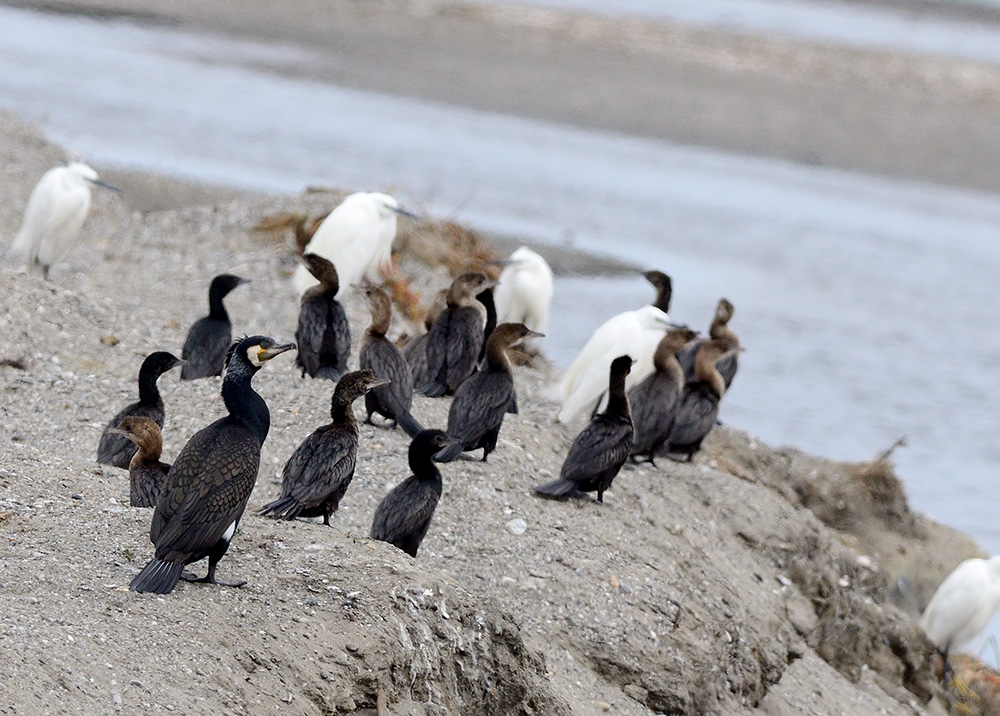 Great Cormorant