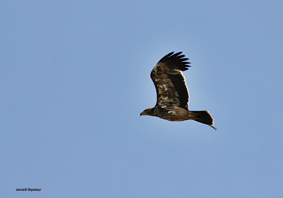 Eastern Imperial Eagle