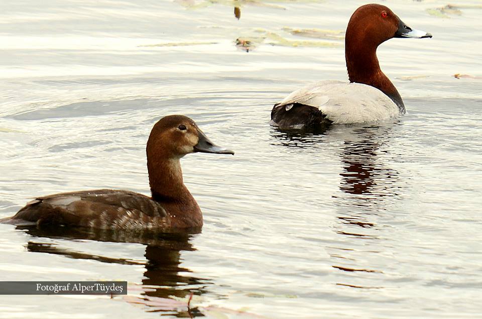 Common Pochard