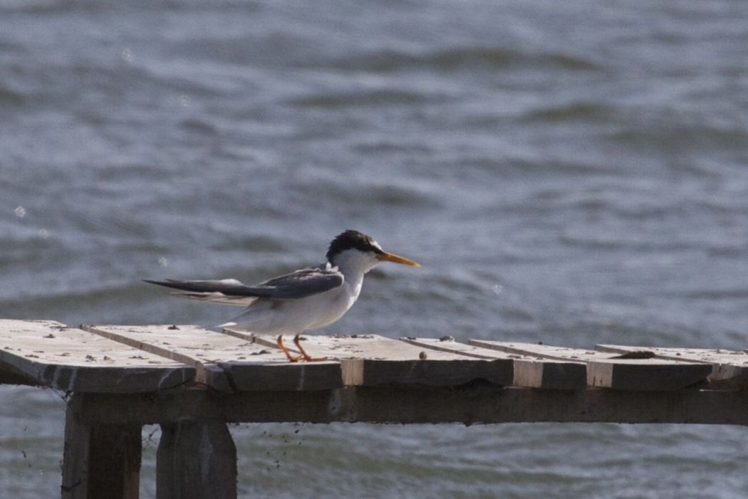 Little Tern