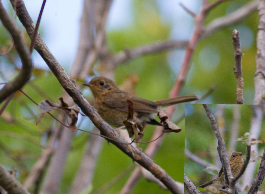 European Robin
