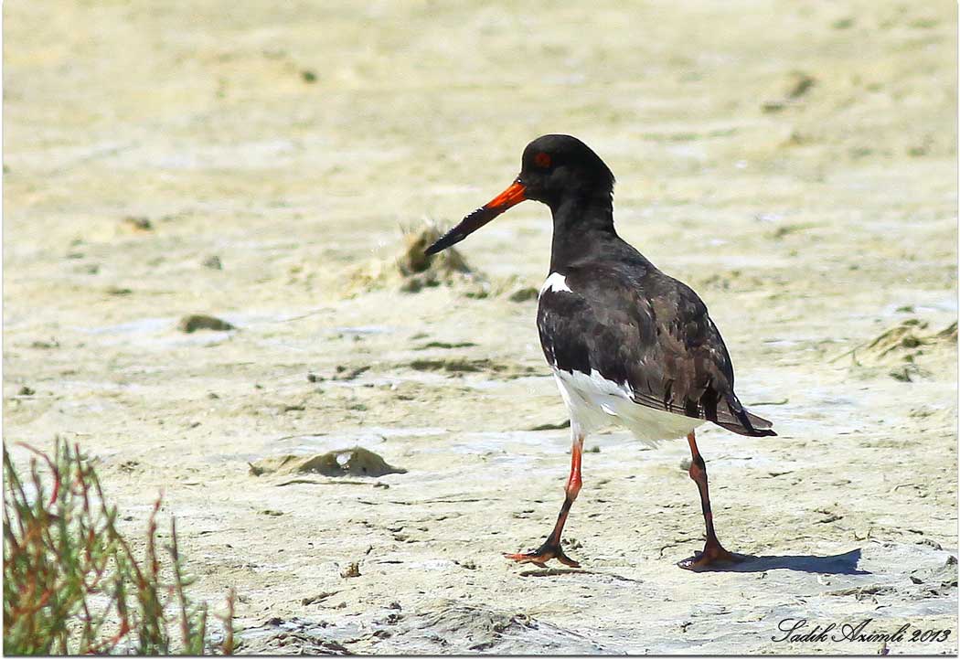Eurasian Oystercatcher