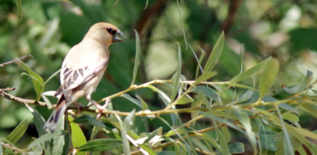 Desert Finch