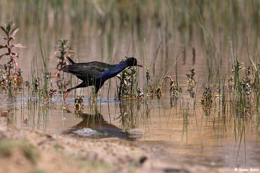 Allen`s Gallinule
