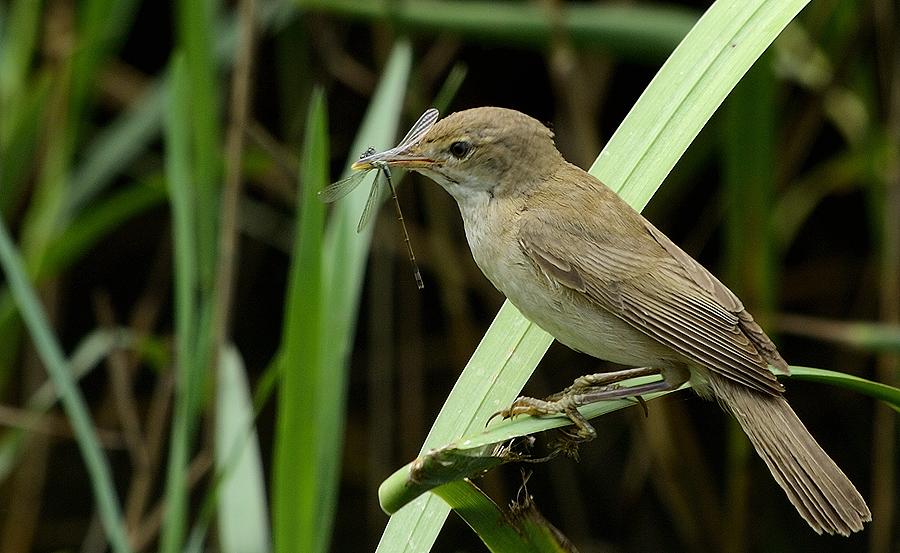 Common Reed Warbler
