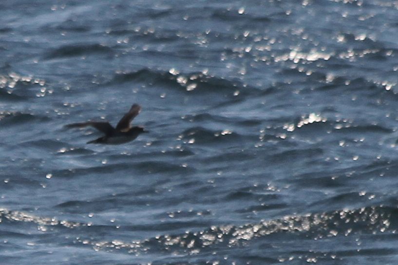 Yelkouan Shearwater