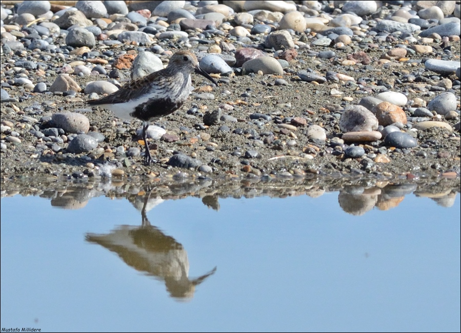 Dunlin