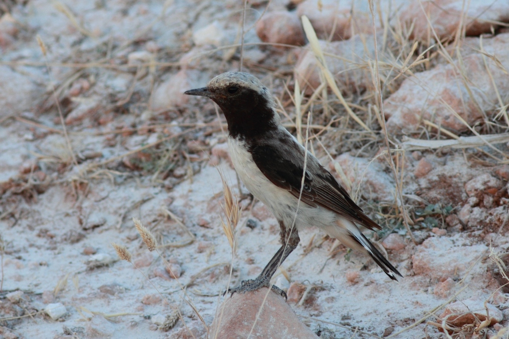 Finsch`s Wheatear