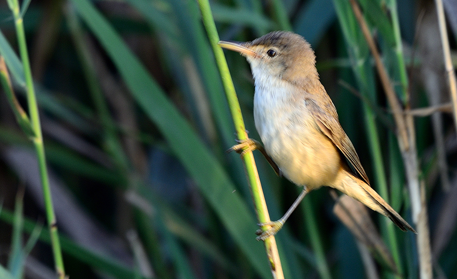 Common Reed Warbler