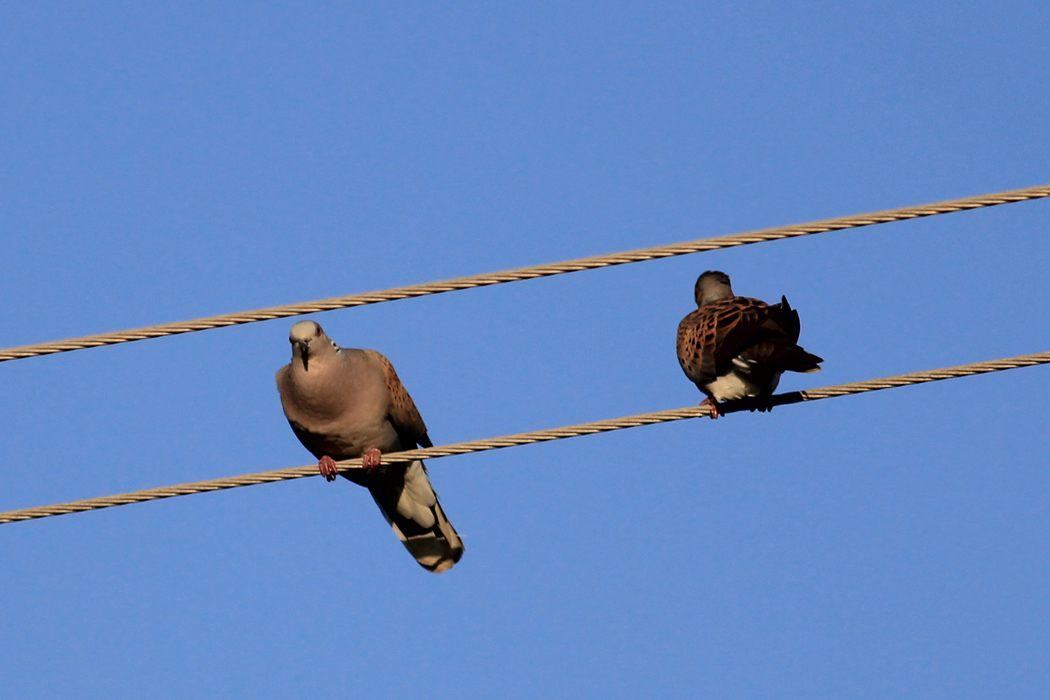 European Turtle Dove