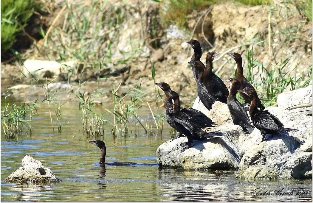 Pygmy Cormorant