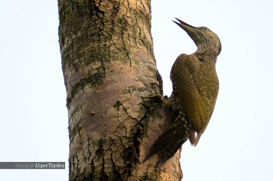 European Green Woodpecker