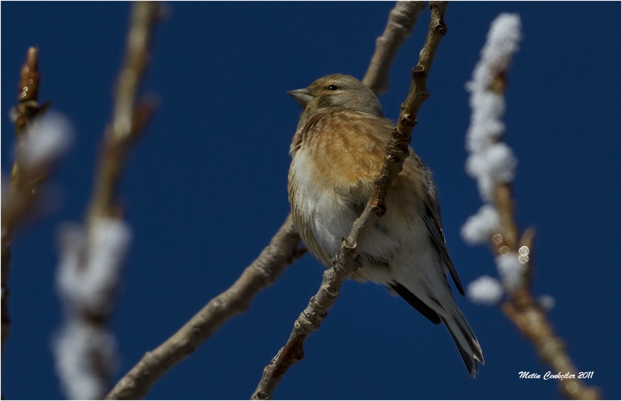 Common Linnet