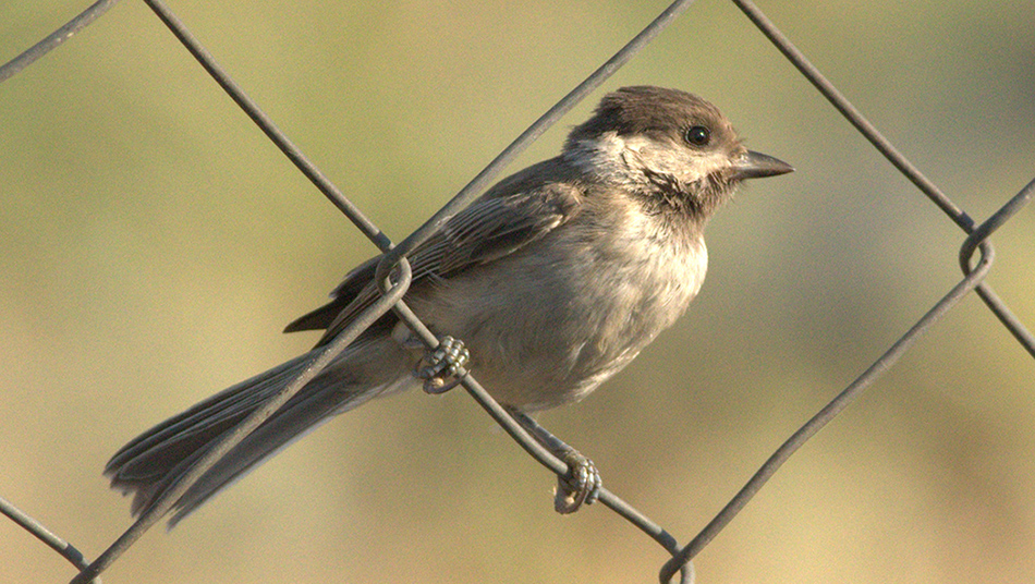 Sombre Tit