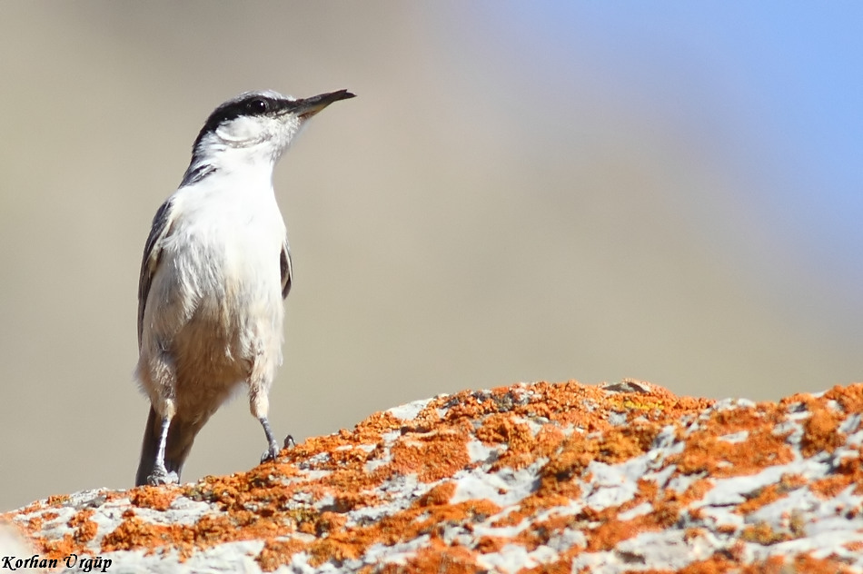 Western Rock Nuthatch