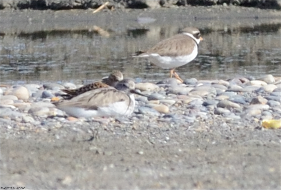 Terek Sandpiper