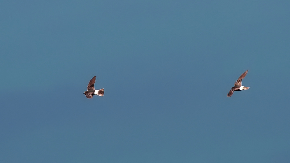 Little Swift
