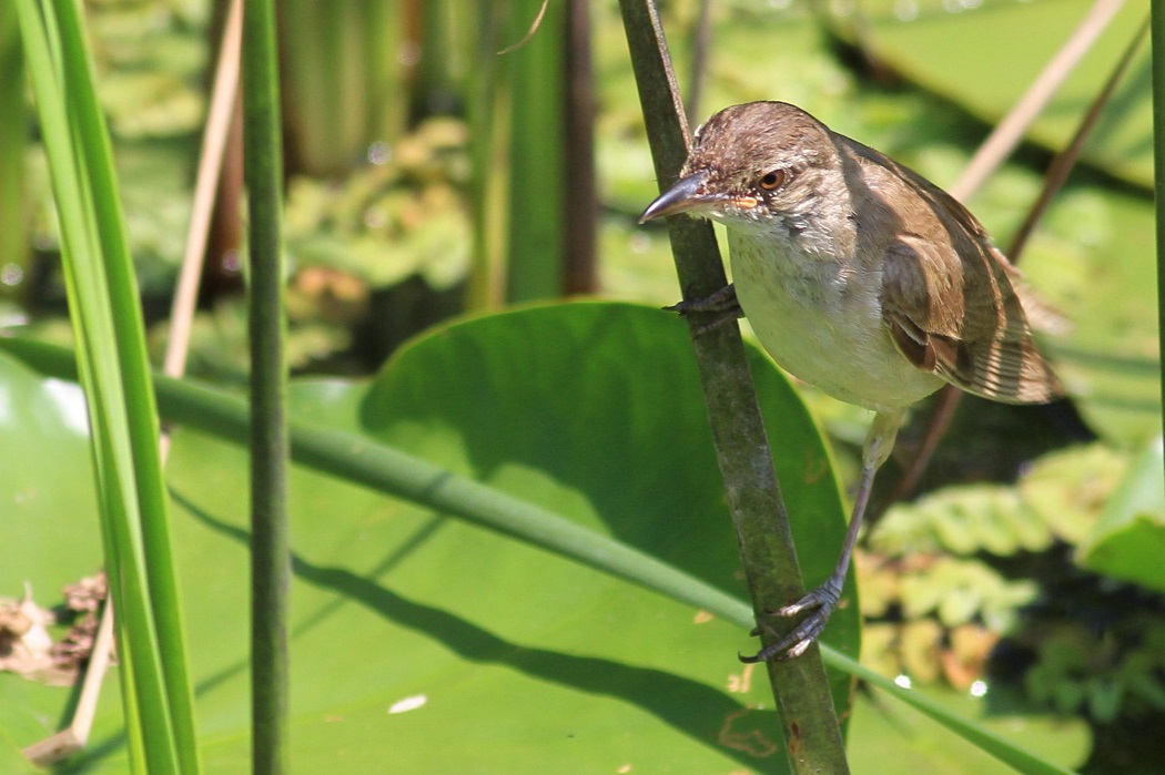 Büyük Kamışçın