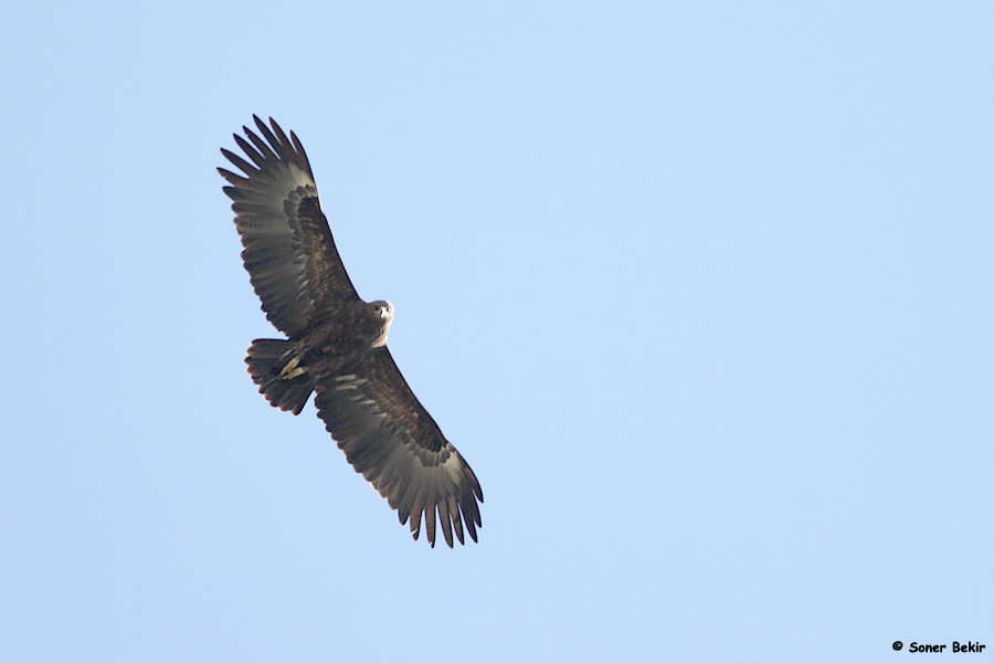 Greater Spotted Eagle