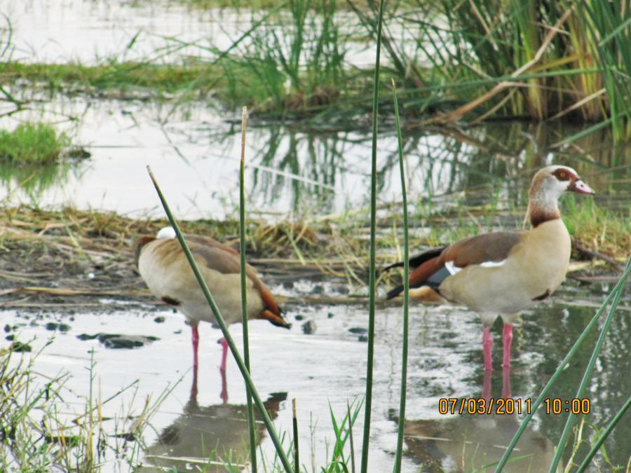 Egyptian Goose