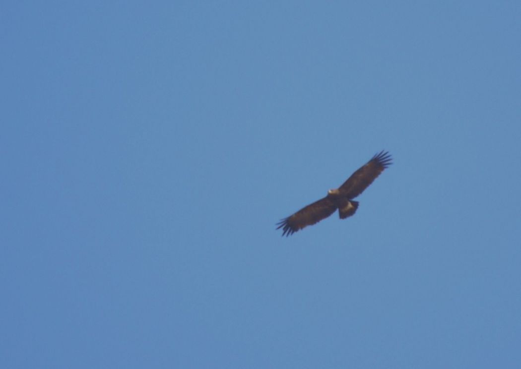 Greater Spotted Eagle
