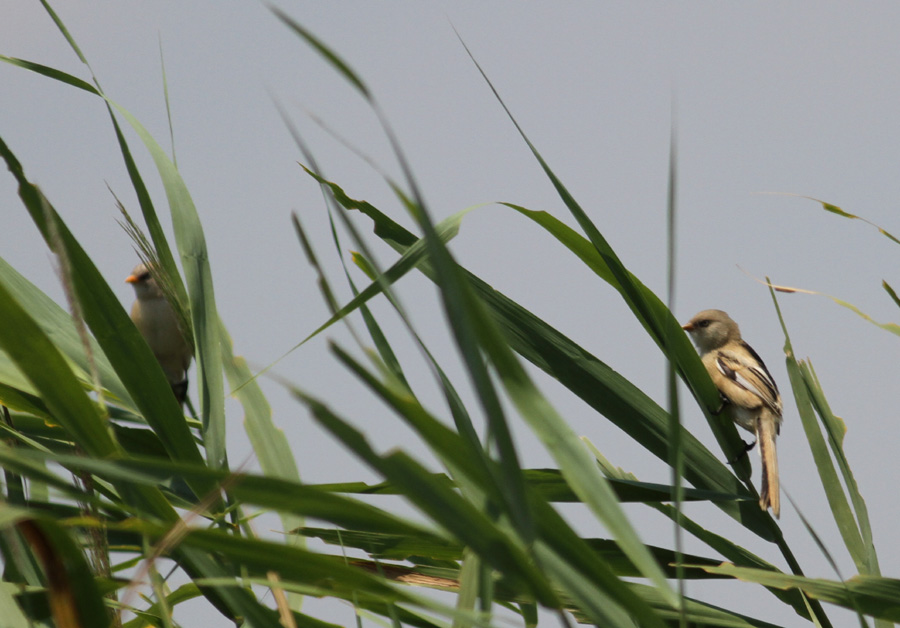 Bearded Reedling
