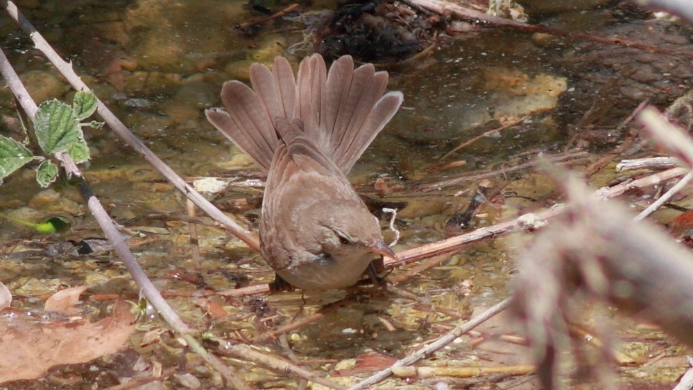 Upcher`s Warbler