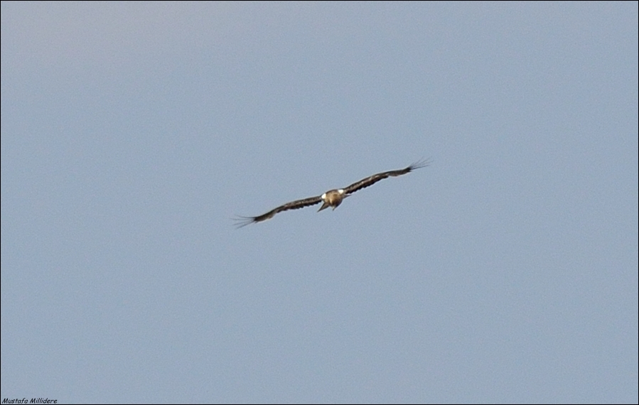 Booted Eagle