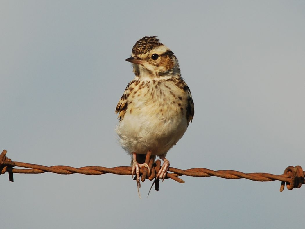 Woodlark
