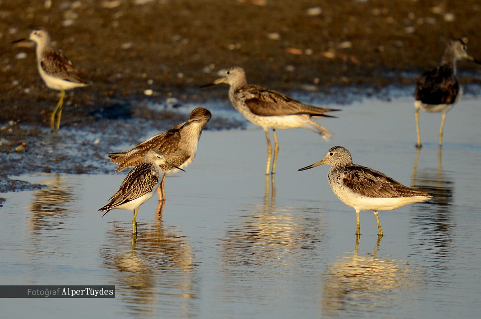 Marsh Sandpiper
