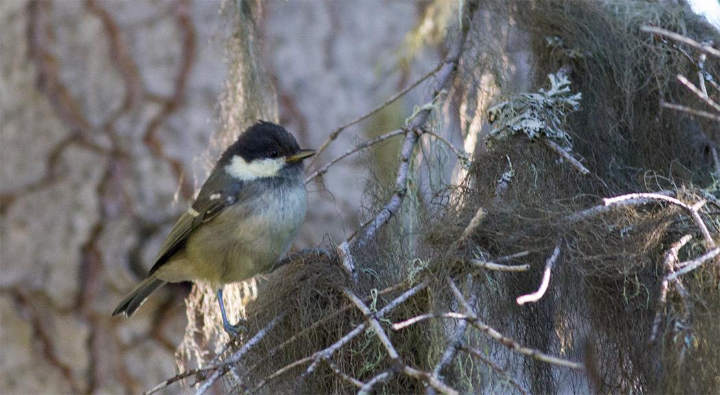 Coal Tit